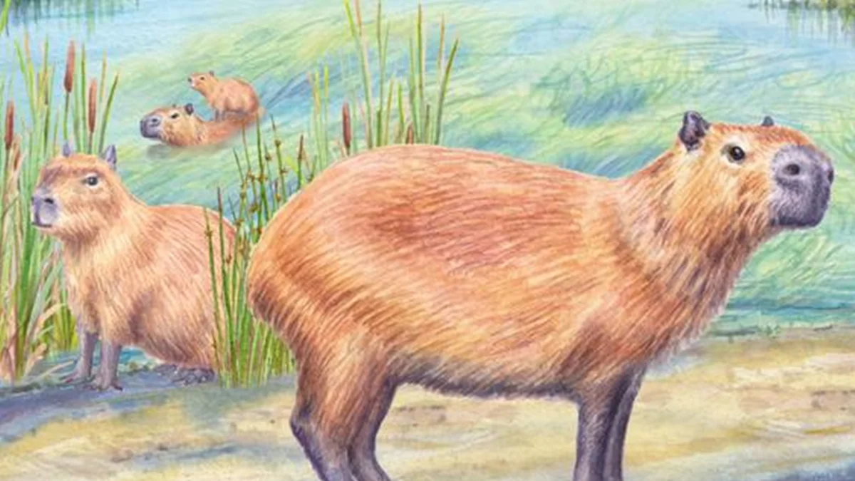 Fóssil de capivara desafia ideia de que Atacama sempre foi um deserto seco