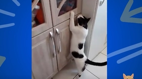 Gatinha usa charme para ganhar mais uma bolachinha e vira destaque no ‘Soltando os Bichos’