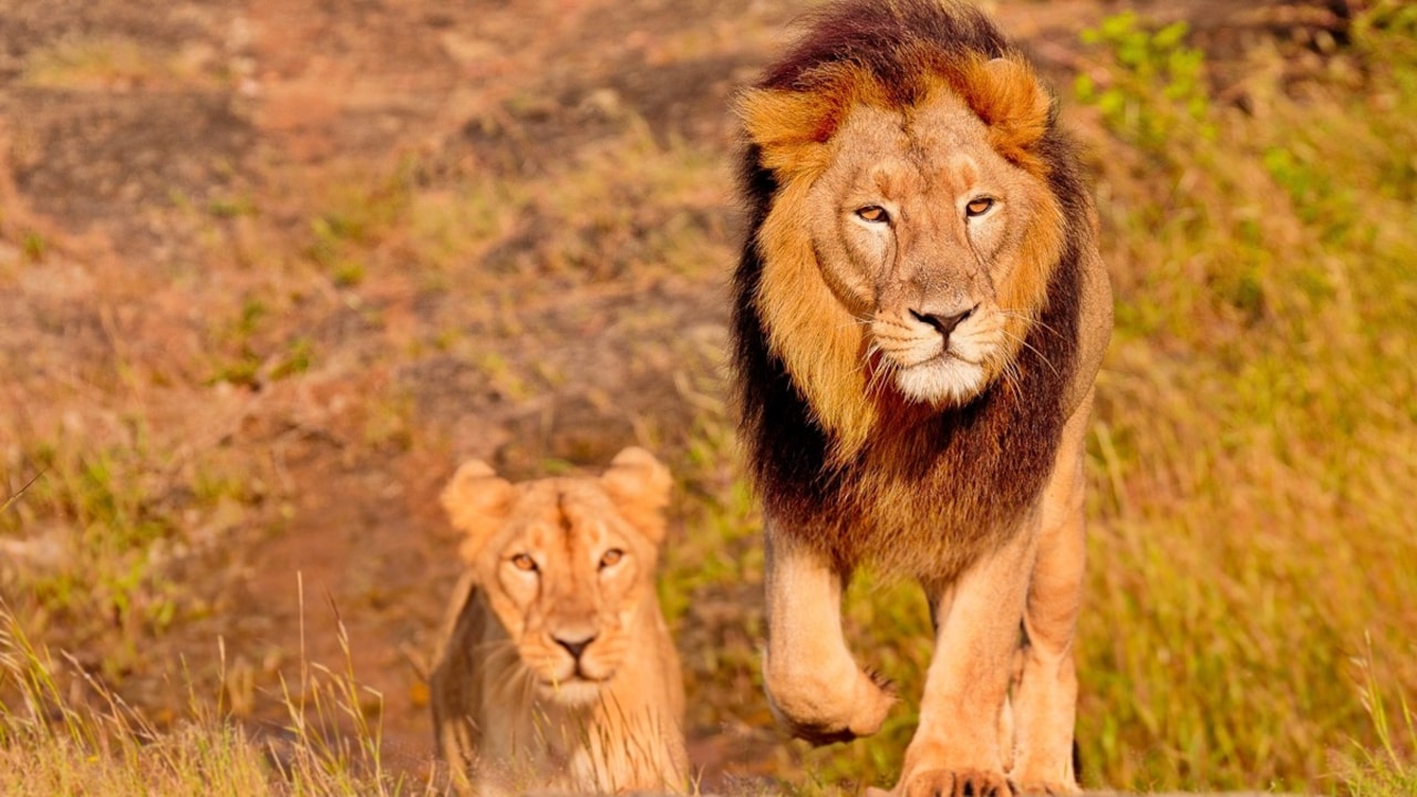 Encontraram-se dez leões mortos na reserva de Ngorongoro, na Tanzânia; suspeita-se de envenenamento.