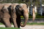 Elefante, também conhecido como Sandrão, está sendo transferido para santuário em Mato Grosso