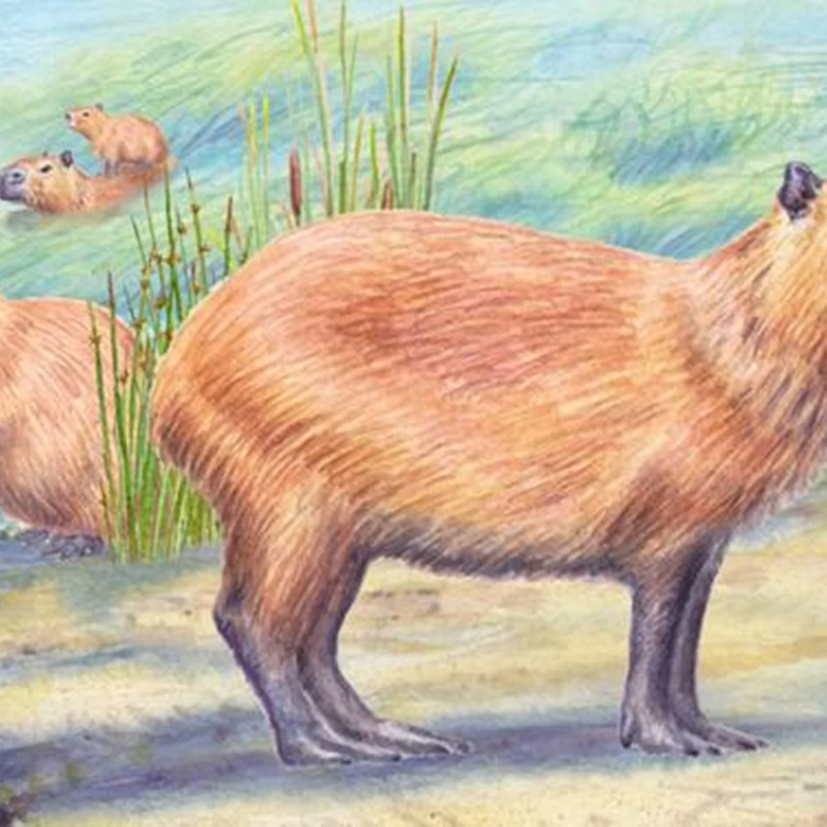 Fóssil de capivara desafia ideia de que Atacama sempre foi um deserto seco