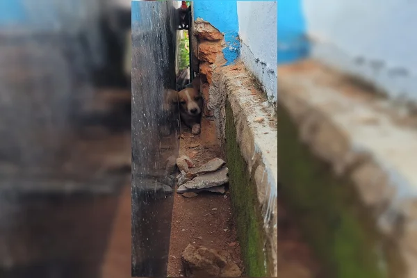 Cachorrinho é resgatado após ficar preso em túmulo de cemitério em GO - destaque galeria