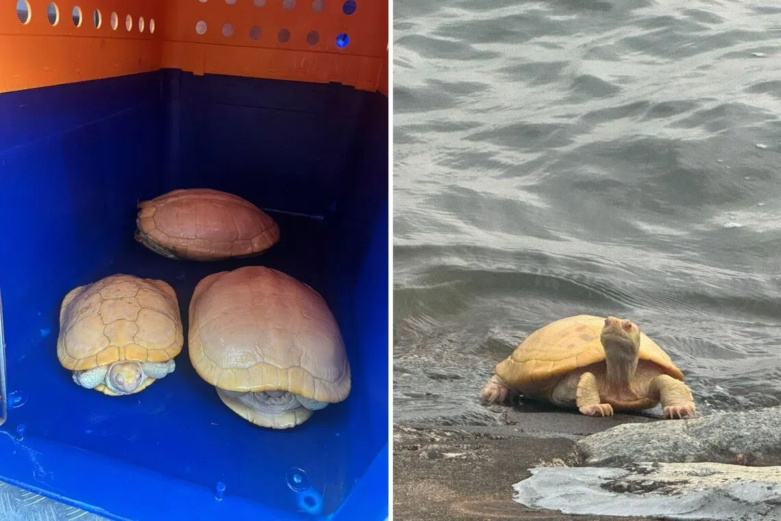 ACRES was alerted to the terrapins through its wildlife rescue hotline at about 11am on Sept 27.