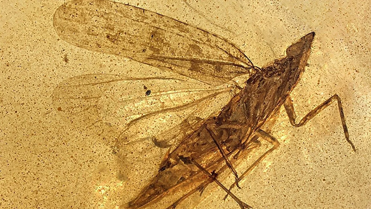 Fóssil revela nova espécie de inseto que viveu na era dos dinossauros
