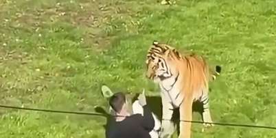 Visitantes filmaram o momento em que o tigre come&ccedil;a a morder o rapaz Foto: Reprodu&ccedil;&atilde;o/X