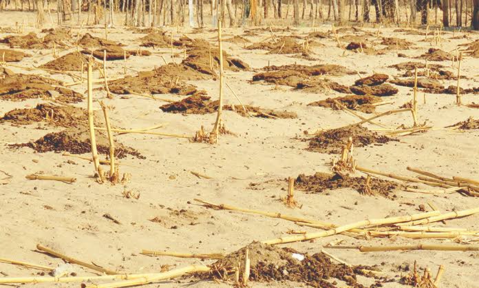 O Enigma da Peça do Quebra-Cabeça do Vírus FMD