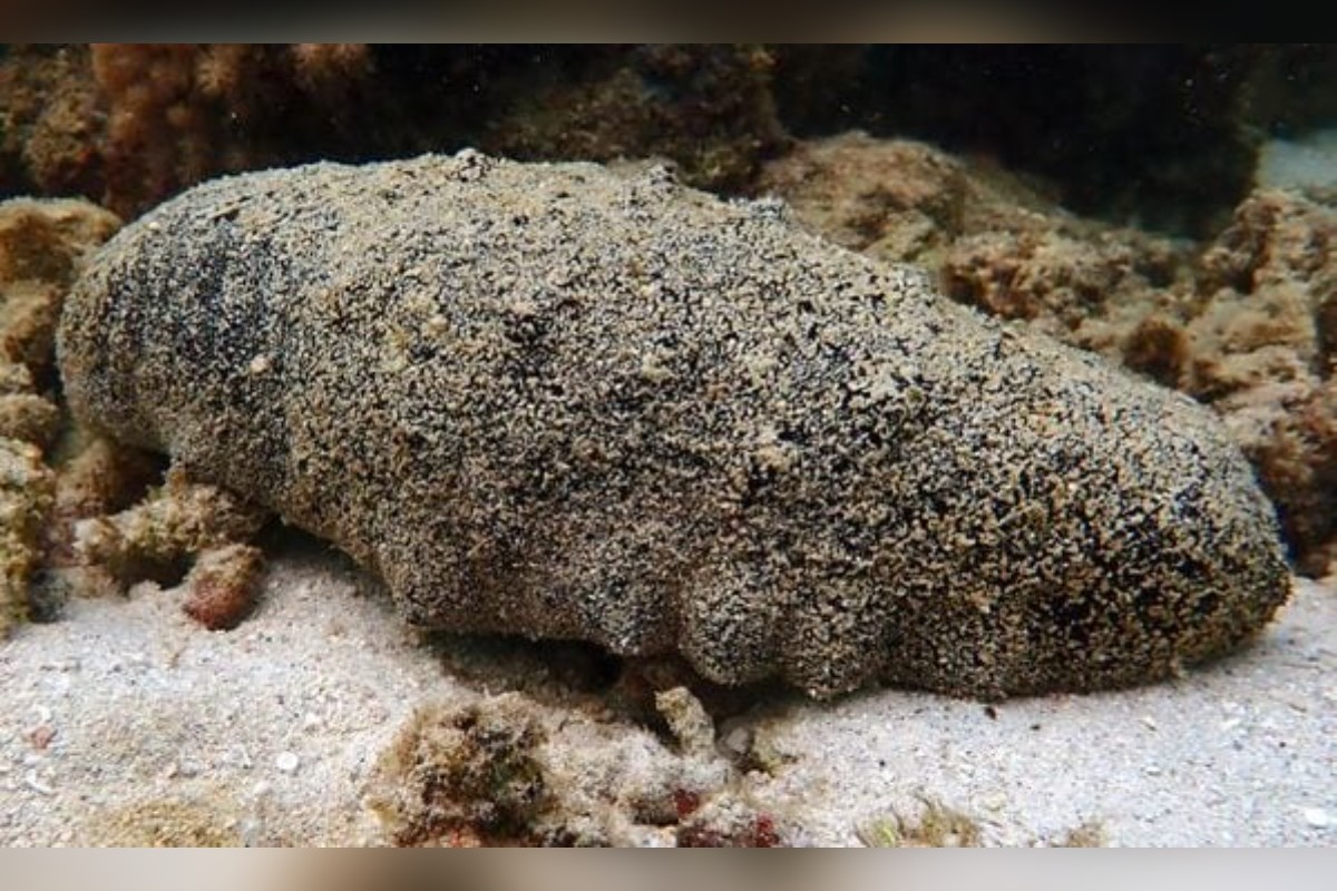 Criatura marinha que parece cocô pode viver mais de 120 anos, afirma estudo