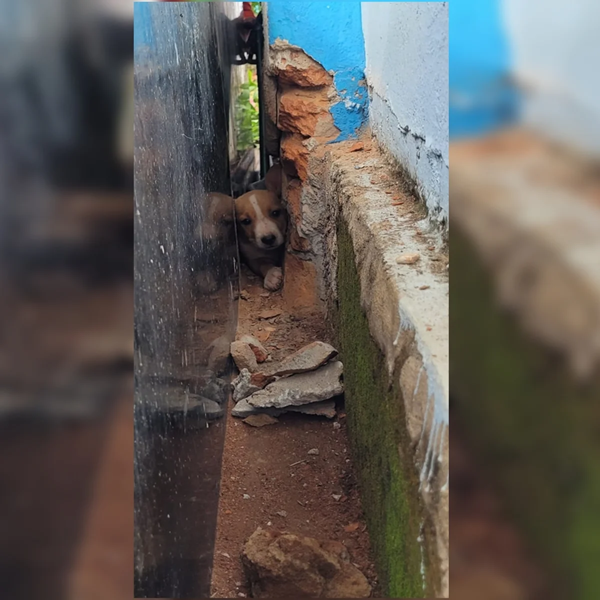 Cachorrinho é resgatado após ficar preso em túmulo de cemitério em GO