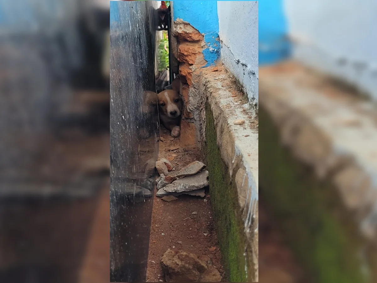 Cachorrinho é resgatado após ficar preso em túmulo de cemitério em GO