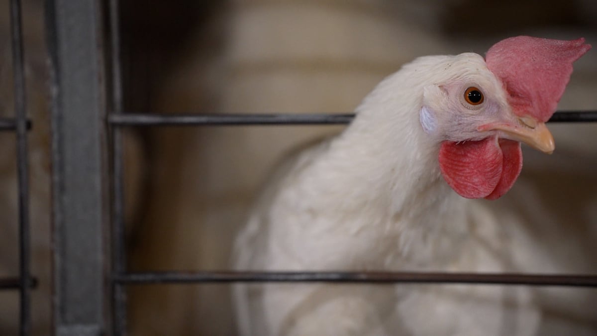 Hatchet-wielding poultry worker to be paid damages after firing over brawl with coworkers