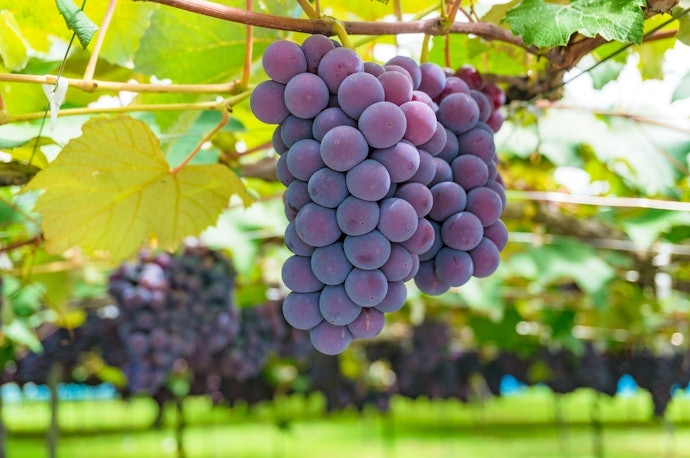 Syrah: Uma das Uvas Mais Antigas do Mundo
