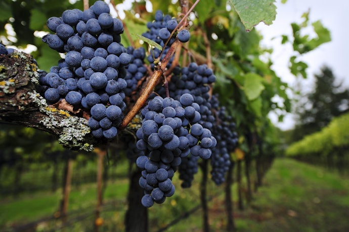 Merlot: Vinhos Mais Escuros e Mais Doces