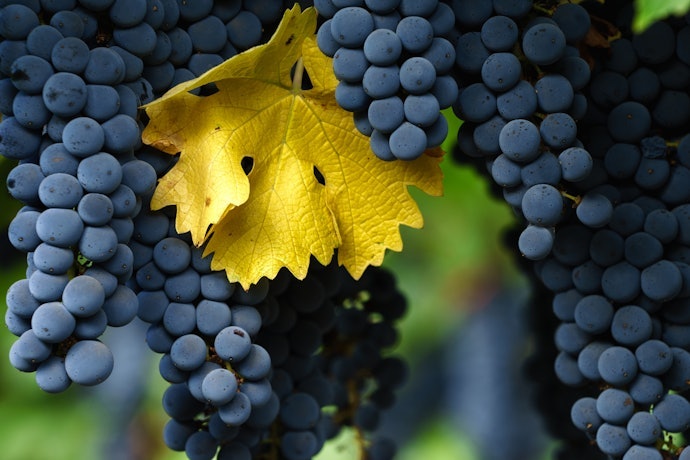 Cabernet Sauvignon: Democrática e Popular