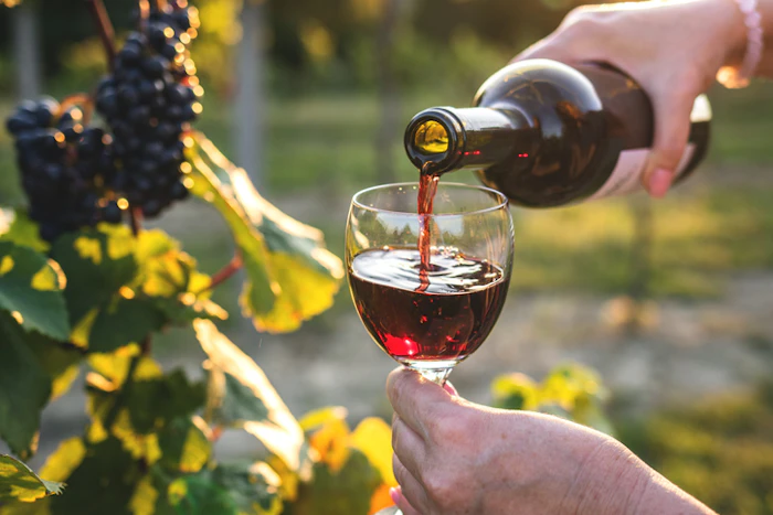 Uvas de Vinhos Tintos: Origem, Tipos Mais Famosos, Sabores e Características